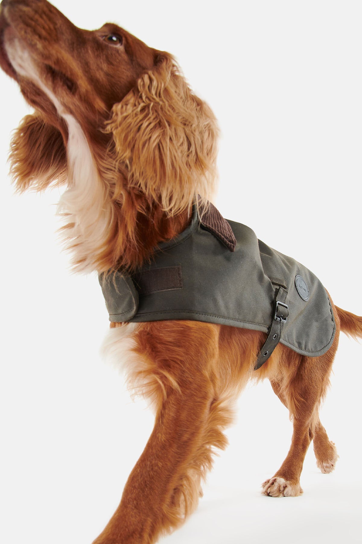 Hundewachsjacke